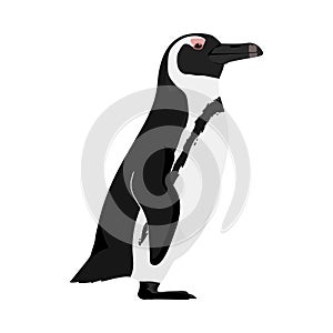 Spheniscus demersus - African penguin - Lateral view photo