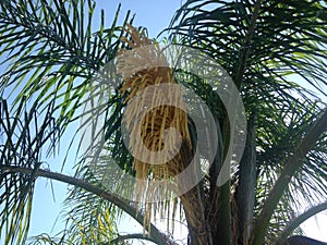 Syagrus Romanzoffiana Palm Tree Blossoming in Bright Sunlight in South Daytona in Florida. photo