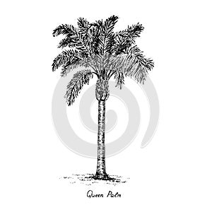 Syagrus romanzoffiana, the queen or cocos palm tree silhouette, hand drawn gravure style, vector sketch illustration photo
