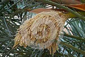Syagrus romanzoffiana, the queen palm, blooming date palm. photo