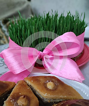 Syamani, traditionally grown wheat for Novruz Bayram in Azerbaijan.