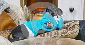 Sybarite dog dachshund lies on soft pillows in atmosphere of luxury and comfort