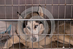 Syberian Husky in metallic cage at the veterinary clinic