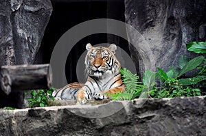 Syberian tiger in the zoo