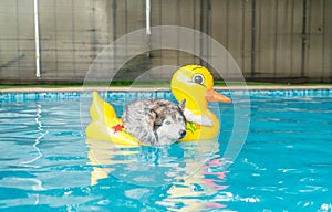 syberien husky swimming in the pool with swim ring