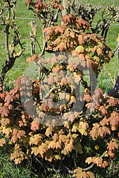 Sycamore, acer pseudoplatanus, leaves in spring