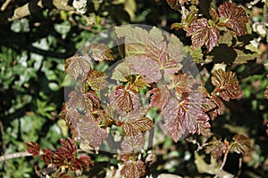 Sycamore, acer pseudoplatanus, leaves in spring