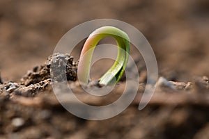 Sycamore Acer pseudoplatanus seedling emerging from earth photo