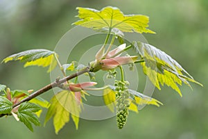 Sycamore Acer pseudoplatanus tree in flower photo