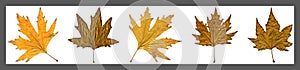 Sycamore autumn leaf collage, autumn leaf of plane tree different colors, isolated on white background