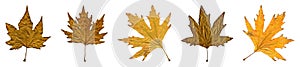 Sycamore autumn leaf collage, autumn leaf of plane tree different colors, isolated on white background