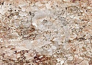 Sycamore bark isolated