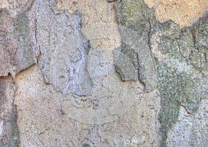 Sycamore bark texture