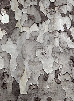 Sycamore bark texture