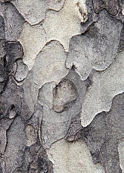 Sycamore bark texture