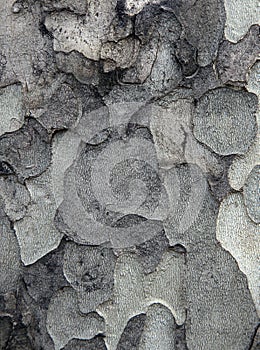 Sycamore bark texture