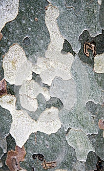 Sycamore bark texture