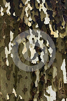 Sycamore bark texture