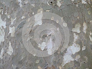 Sycamore bark texture