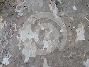 Sycamore bark texture