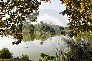 Sycamore Framed Scene at Lindo Lake photo