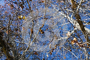 Sycamore fruit on a tree branch in autumn