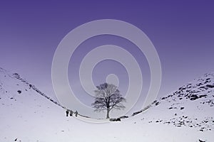 Sycamore Gap