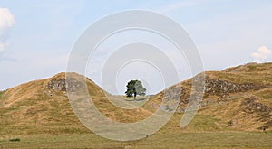 Sycamore Gap.