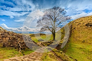 Sycamore gap in the County of Northumberland, England