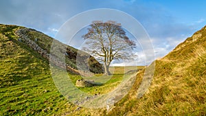 Sycamore Gap on Hadrian's wall in the Northumberland