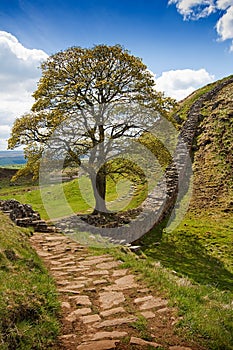 Sycamore Gap on Hadrian's Wall photo