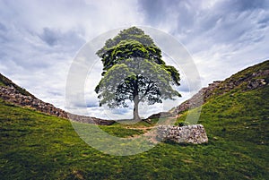 Sycamore Gap