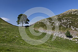 Sycamore Gap photo