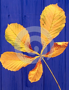 Horse Chestnut leaf abstract photo