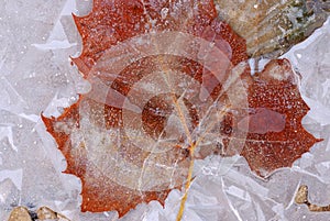 Sycamore Leaf Encased in Ice