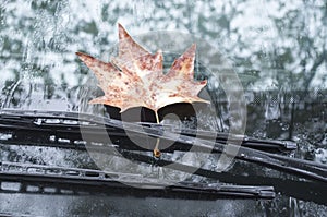 Sycamore leaf on wipers of a car in autumn day