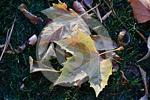 Sycamore Leaves Sport Showy Autumn Colors at Charbonneau Park