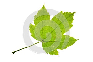 Sycamore maple (Acer pseudoplatanus) leaf isolated