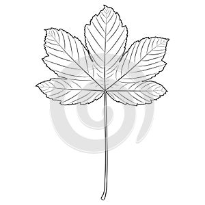 Sycamore maple tree leaf outline, silhouette, vector illustration. Coloring page