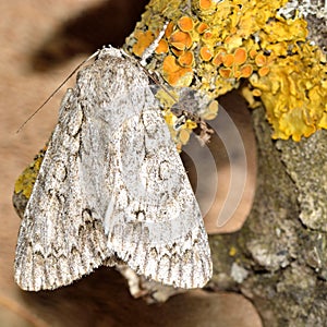 The sycamore moth (Acronicta aceris)