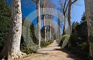 Sycamore or Platanus alley in Boboli Gardens, Florence, Italy