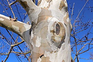 Sycamore Platanus occidentalis