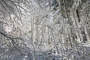 Sycamore Saplings in Snow in Scotland.