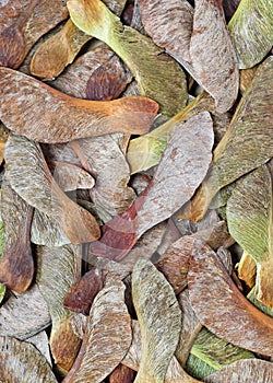 Sycamore Seed Background