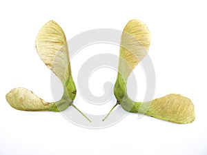 Sycamore seeds photo