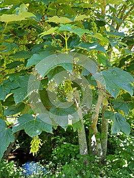 Sycamore - Acer pseudoplatanus, Norfolk, England, UK.