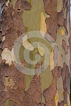 Sycamore Tree Bark