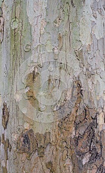 Sycamore tree bark.