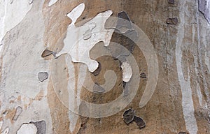 Sycamore tree bark close up.Background from the bark of a tree.