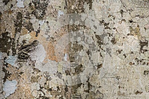 Sycamore tree bark closeup